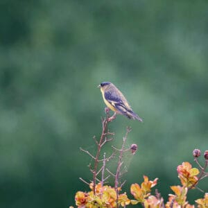 The bird known as a good Omen sitting on top of a tree.