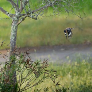 This black-headed grosbeak in mid-flight capturing its white and black in its wings.