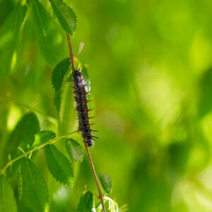 The mourning cloak caterpillar is seeking its place to make its cocoon.