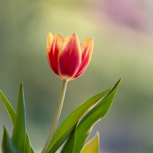 A beautifully detailed photo of a tulip showing its red and yellow colors.