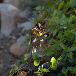 Two lesser goldfinches locked at the mouth, are they kissing or are they fighting?