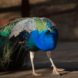 Up close and personal with the male peacock. What a beauty.