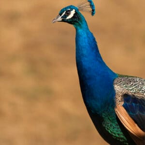 A peacock upper body shot.
