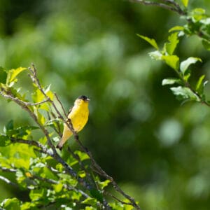 A beautiful shot of the birds bright yellow chest. They are considered a good omen.