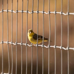 Lesser goldfinch sitting on woven wire fencing.