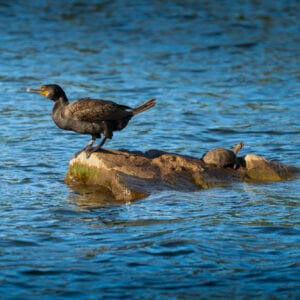 A double-crested cormorant and turtle enjoying the morning sun on a rock.