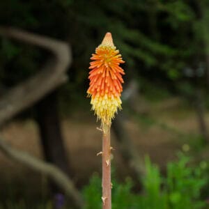 The red-hot poker plant or torch lily is native to South Africa