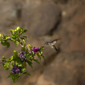 Anna's hummingbird feeding on a Rose of Sharon tree in the morning light.