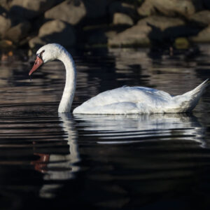 A Mute Swan in water, in the morning light.