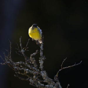 Lesser Goldfinch in the morning sun with a dark background.