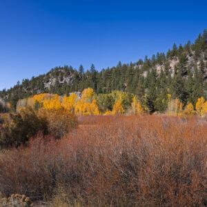 Fall colors in Sorensens, California